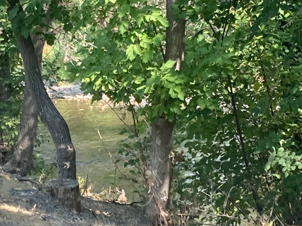 A view of a river through trees on the bank. One of my favorite places to find peace after leaving the LDS church.