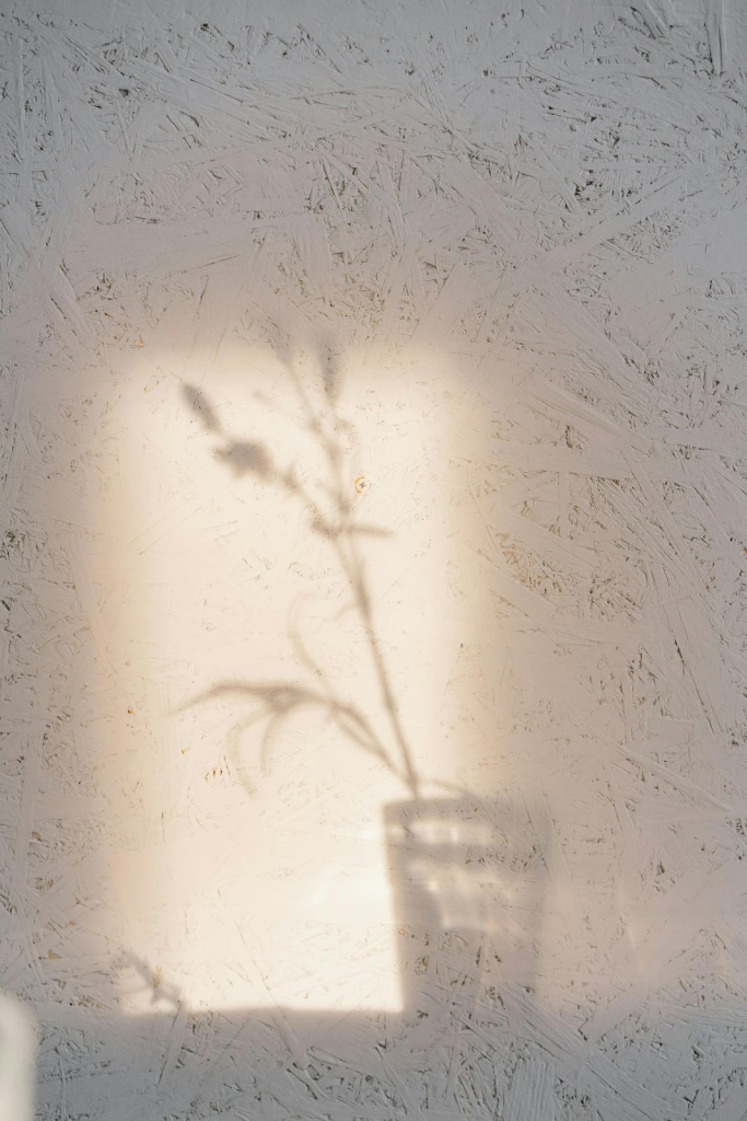 A textured wall with a square of light from a window. In the light there's a shadow of a glass cup with a wildflower in it.